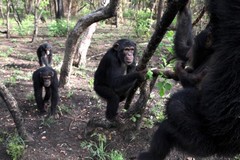 chimpanzes