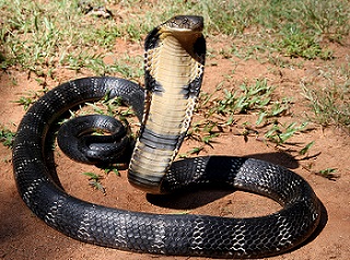 serpent_cobra